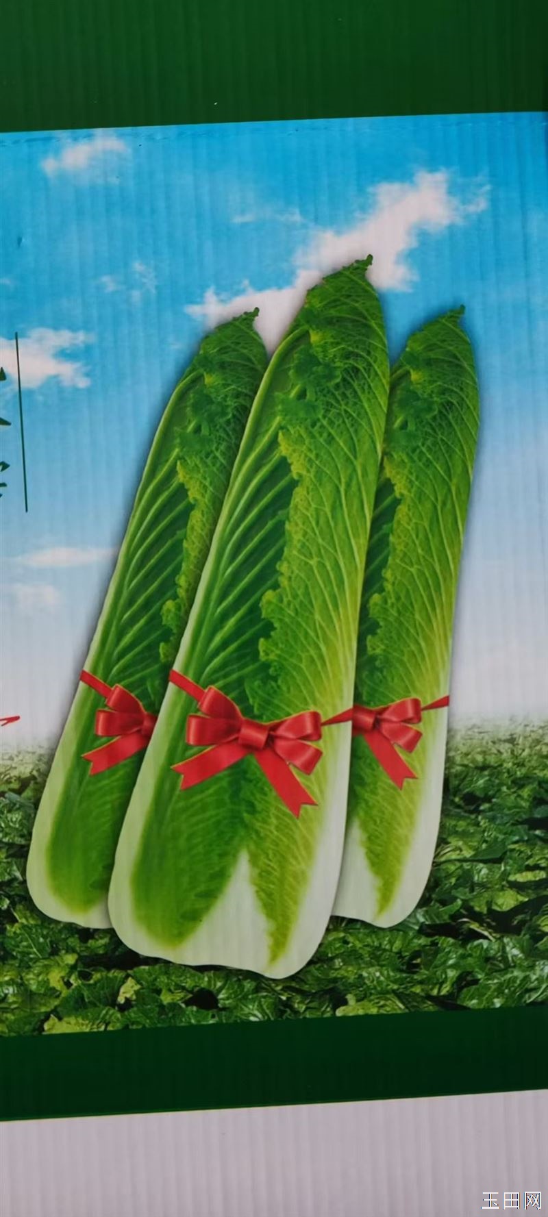 玉田包尖菜预定中！