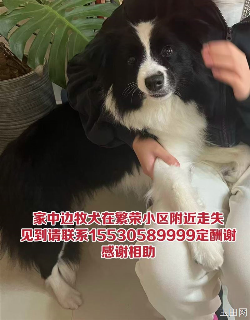 本人于12月11日在繁荣小区走失一只边牧犬