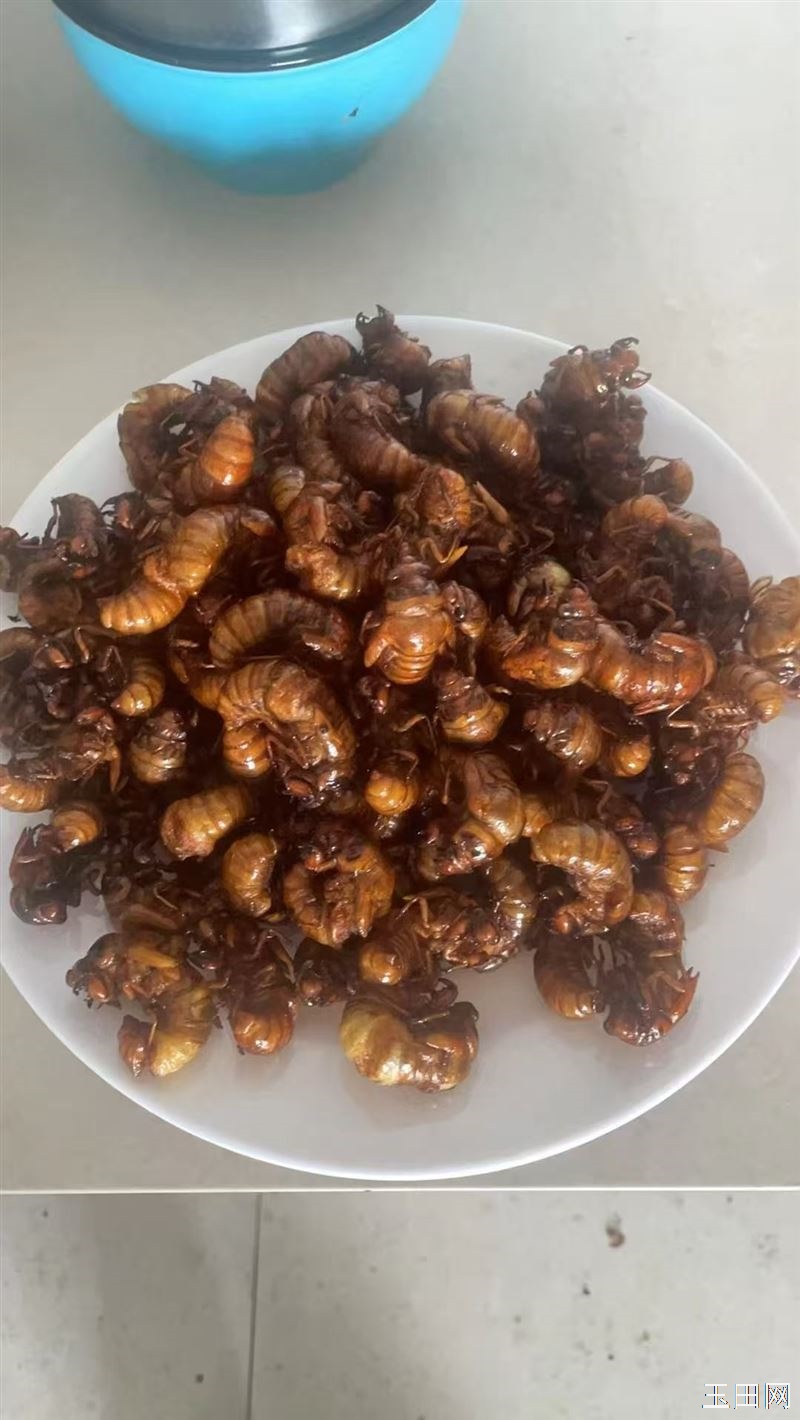 出售野生马猴，金蝉，银蝉，保证野生需要鲜活的提前预定，批发零售均可