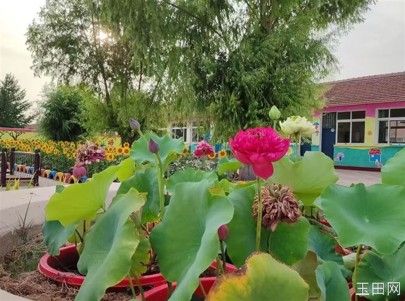 玉田 小定府庄幼儿园 招生