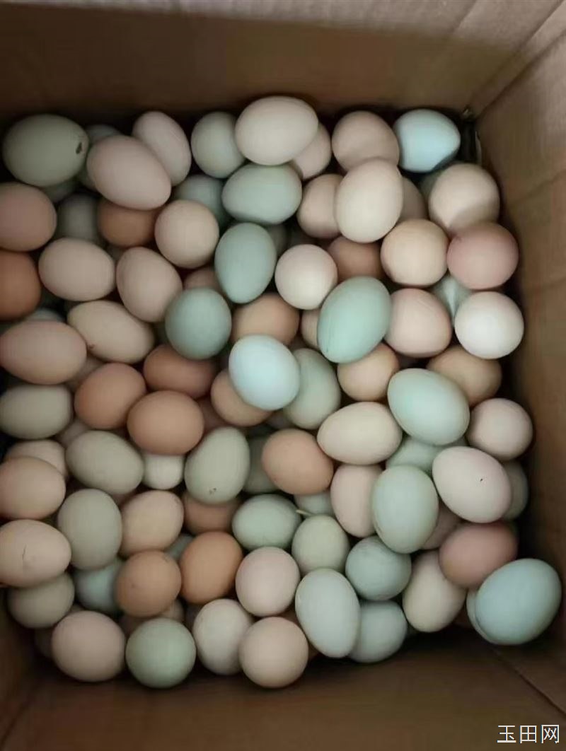 自家养的鸡，青皮柴鸡蛋，地址二郎庙，电话15233388789