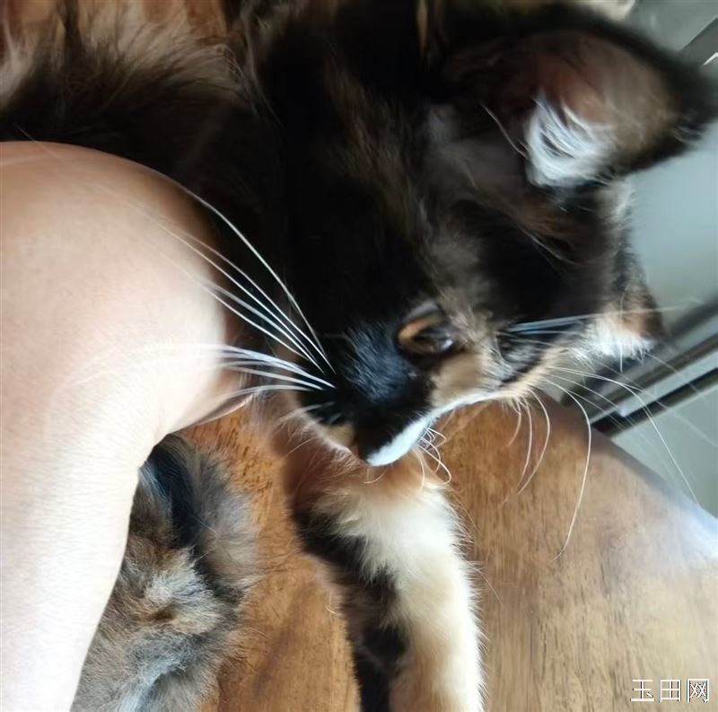 小奶猫在线找家，活泼粘人，无偿领养，只求不离不弃，好好照顾小家伙